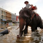 ช้างแสนดีช่วยขนของ